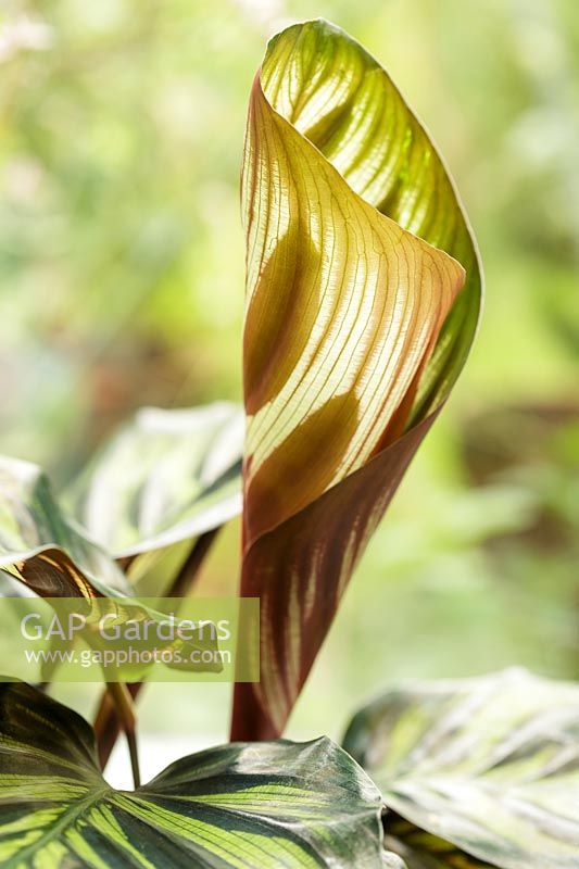 Folded Calathea makoyana leaf - Peacock plant