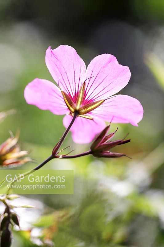 The back view of a Geranium Katherine adele'