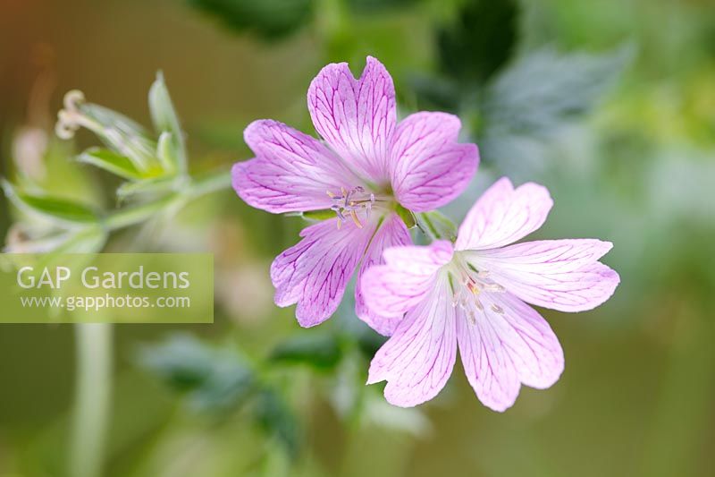 Geranium x oxonianum  'Katherine adele'