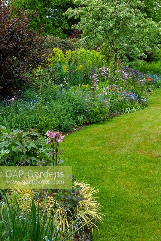 Border with Grasses, Aquilegeas, Japanese Anenomes, Nepeta, Forget-me-nots, Geums and Euphorbias. Whitebeam tree - Sorbus aria - in background - Open Gardens Day, Nacton, Suffolk