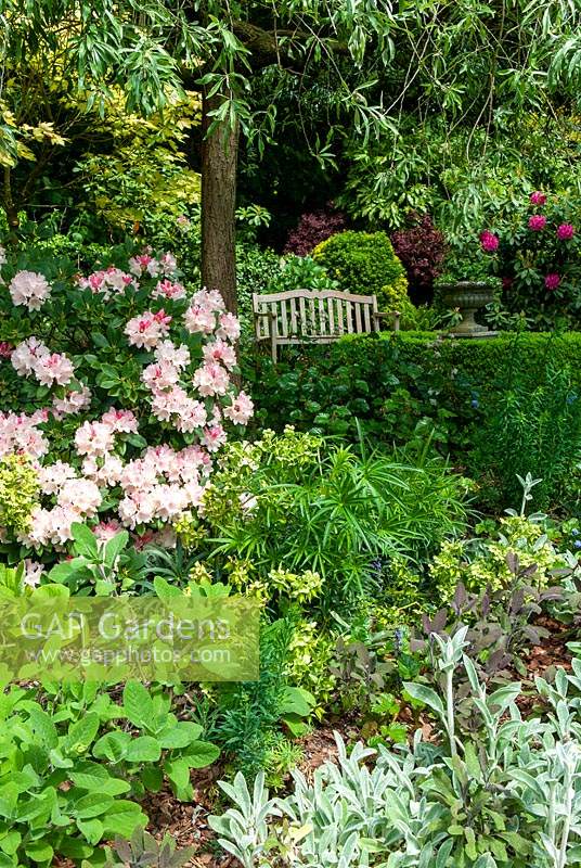 Pink Rhododenron in mixed border - Open Gardens Day, Nacton, Suffolk