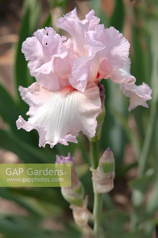 Tall bearded Iris 'Pink Debutante' 