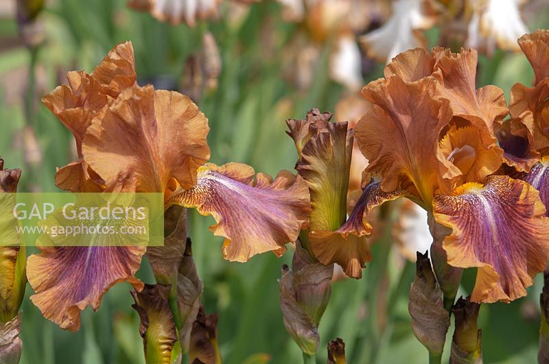 Tall bearded Iris 'Autumn Leaves' 