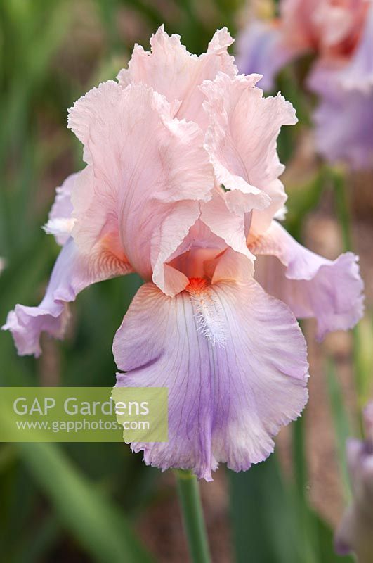 Tall bearded Iris 'Horined Ansamble'