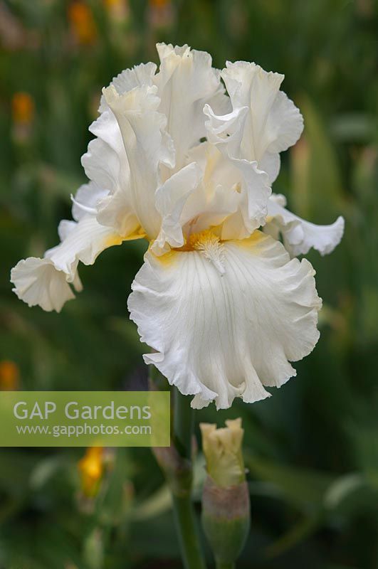 Tall bearded Iris 'Devonshire Cream'