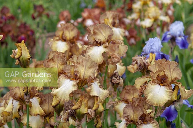 Tall bearded Irises 'Patina' in flower border en-masse