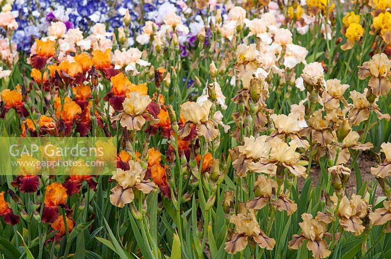 Mixed Tall Bearded Irises in Spring flowerbed  