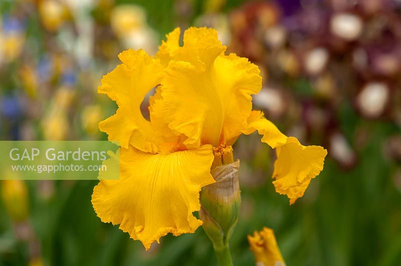Tall bearded Iris 'Temple Gold' 