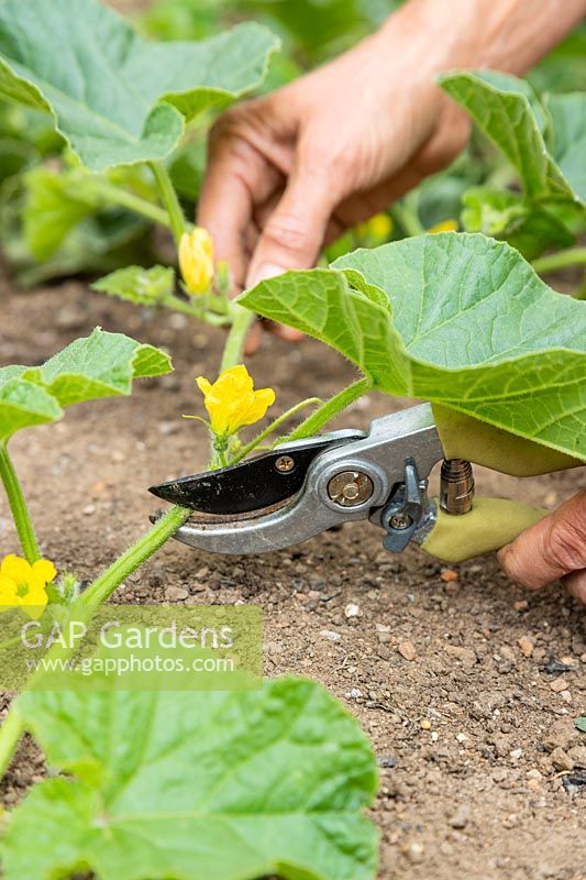 Using garden secateurs to reduce the number and length of runners of Cucumis melo - Melon - plant to help melon fruit development