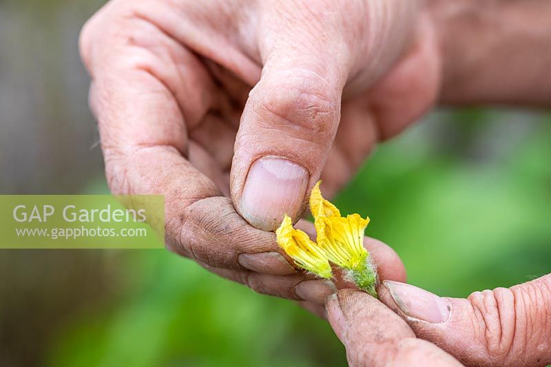 Carefully removing petals from male Cucumis melo - Melon - flower