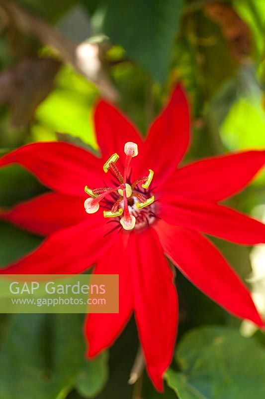 Passiflora coccinea - passionflower in June