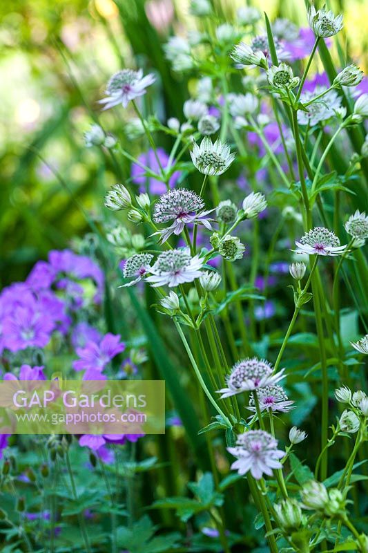 Astrantia major 'Buckland' and Geranium magnificum - masterwort and cranesbill in June