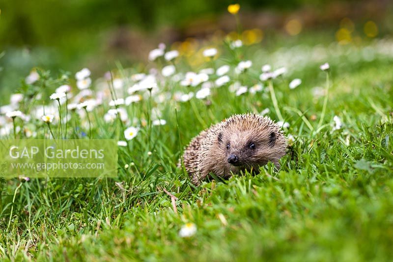 Erinaceinae - Hedgehog on wildflower lawn in April