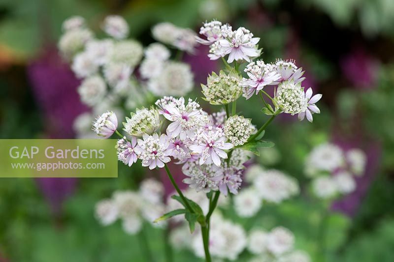 Astrantia major 'Rosensinfonie' - Masterwort 'Rosensinfonie'