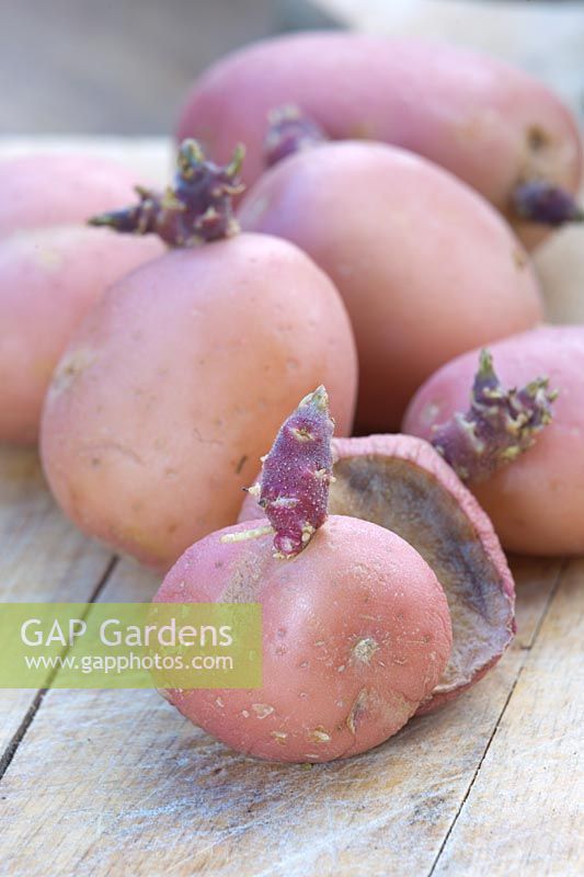 Chitted 'Blushing Beauty' seed potatoes with one cut and dried.