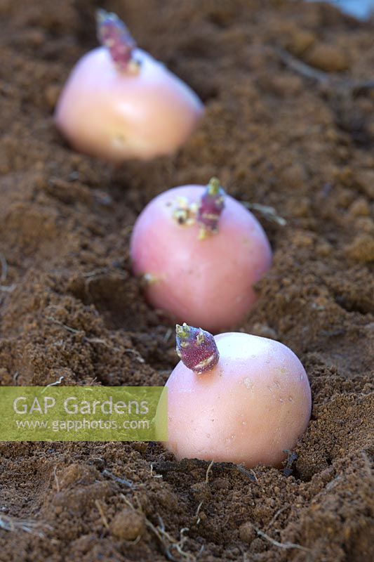 Chitted 'Blushing Beauty' seed potatoes 