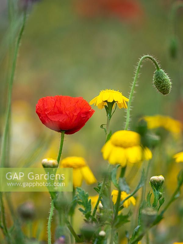 Sew a wild flower mix in a corner of the garden - Poppy, corn marigold
