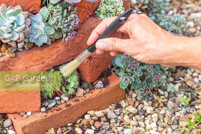 Woman using dry paintbrush to remove any excess compost from the succulents