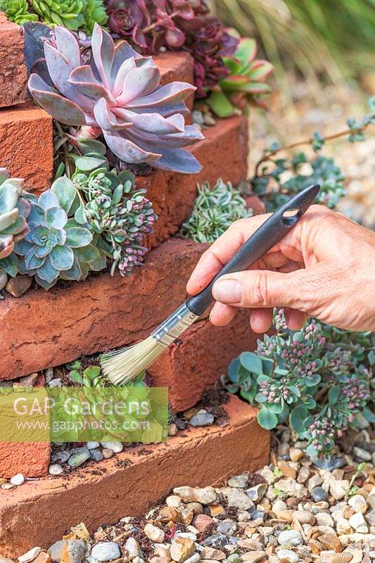 Woman using dry paintbrush to remove any excess compost from the succulents