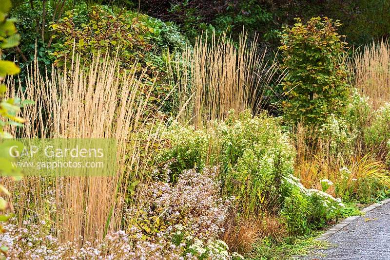 Line of Calamagrostis x acutiflora 'Karl Foerster' along the drive interspersed with asters and clipped hornbeams