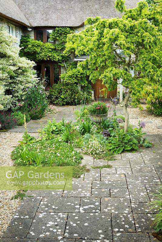 Courtyard framing a specimen Robinia pseudoacacia 'Twisty Baby' PBR underplanted with alliums, Erigeron karvinskianus and verbascums 