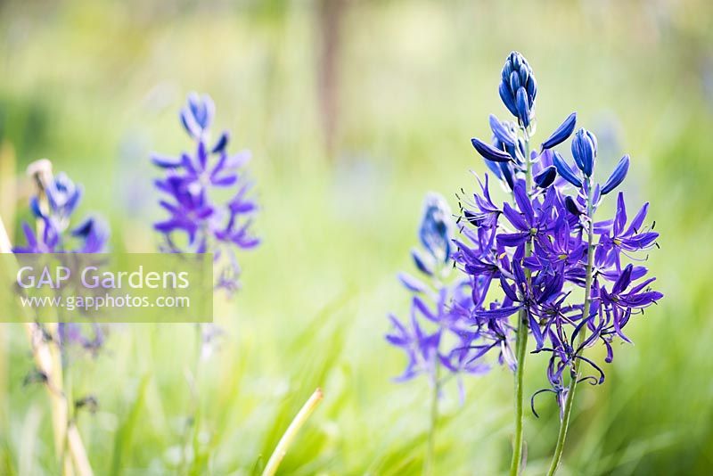 Camassia quamash in the orchard in May