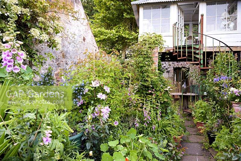 Teahouse on stilts surrounded by lush planting including self seeded foxgloves, ceanothus, clematis and climbing hydrangea