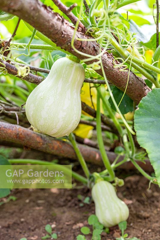 Butternut Squash fruits developing on plant after eight weeks, hanging from plant supports