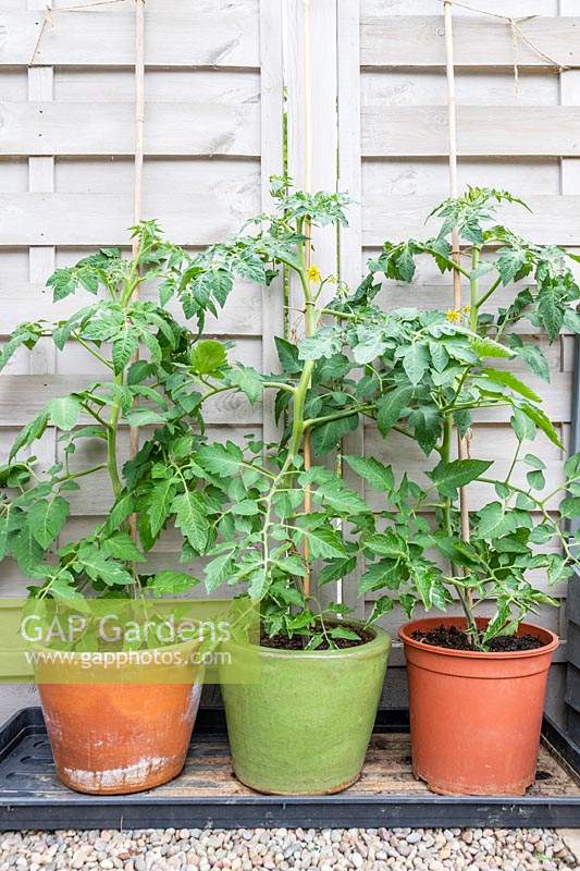 Tomato plants in terracotta, glazed and plastic pots after four weeks