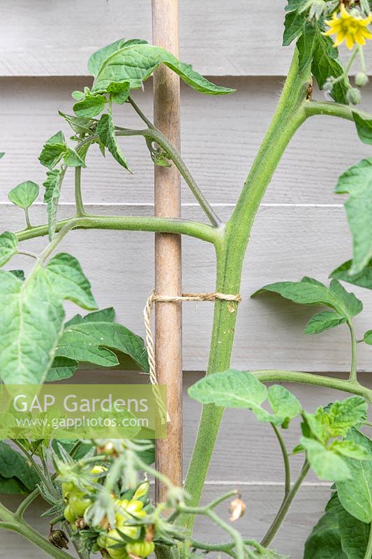 Solanum lycopersicum - Tomato - detail of plant stem tied to bamboo cane with garden string, after being planted in terracotta pot for eight weeks