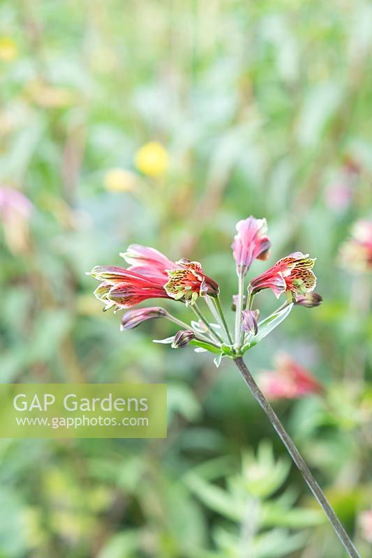 Alstroemeria psittacina 'Variegata' - Peruvian lily