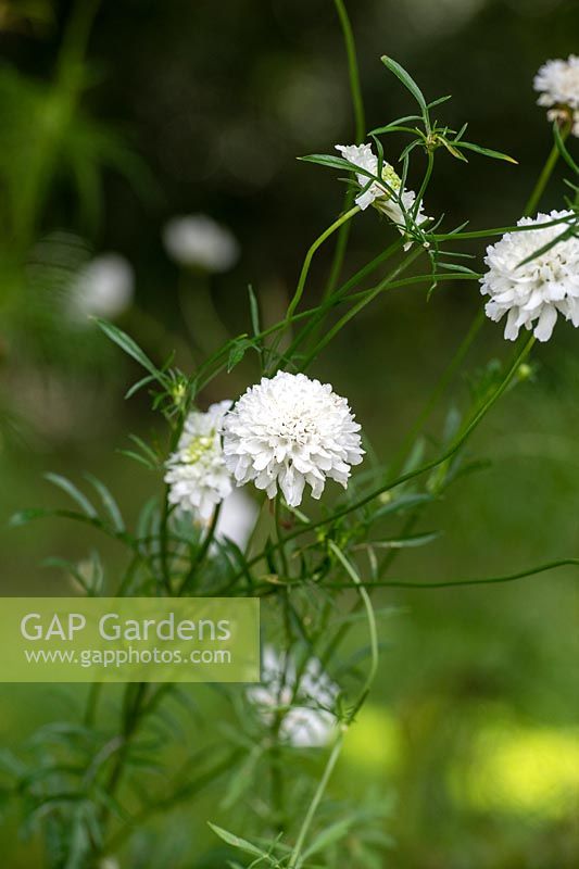 Scabiosa atropurpurea 'Snow Maiden' - Pincushion flower 'Snowmaiden'
