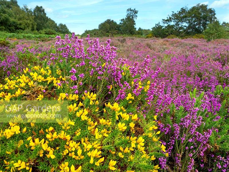 Erica cinerea bell heather and  Ulex gorse