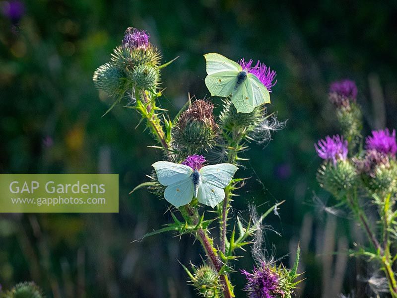 Gonepteryx rhamni - Brimstone butterflies on spear thistle Cirsium vulgare