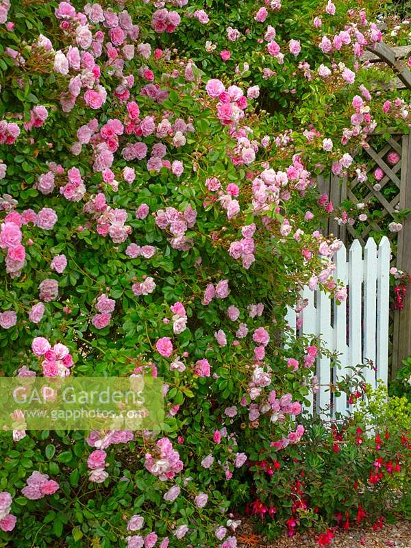 Rosa 'Rural England' - Rambling Rose - arch and gate beyond