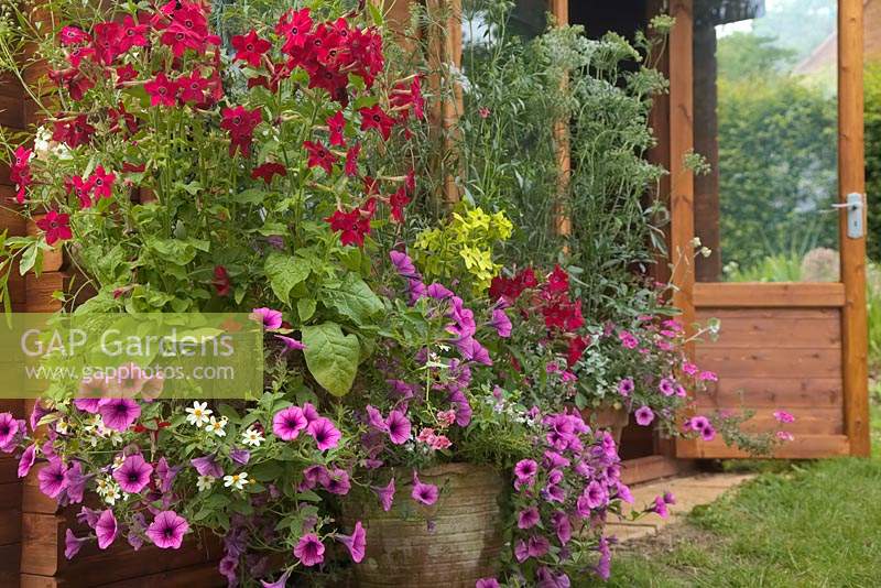 Pots with Bidens 'Pirates Pearl', Petunia surfina pink vein 'Suntosol' - PBR AGM and Nicotiana and Ammi 'Graceland'