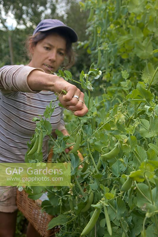 Gardener picking mangetout peas - Pisum sativum 'Delikett' AGM