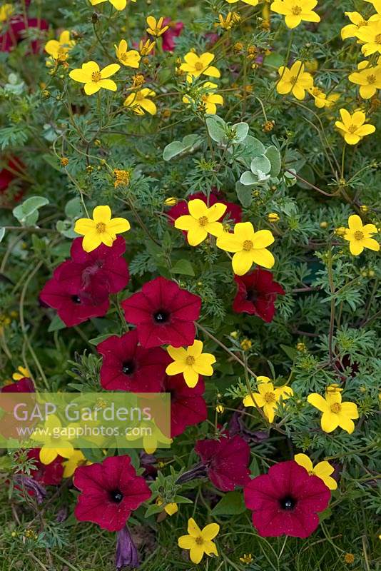 Bidens ferulifolia 'Golden Glory' with Petunia Tidal Wave Red Velour planting combination