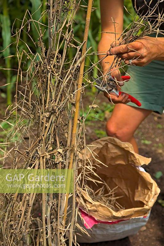Gardener harvesting seed from a single plant of the previous crop of Ragged Jack Kale - Brassica napus - Pabularia Group