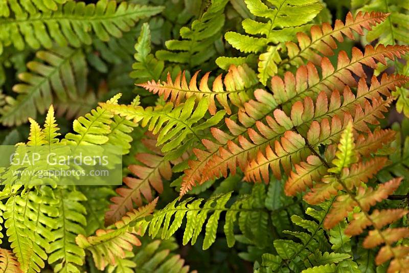 Dryopteris erythrosora