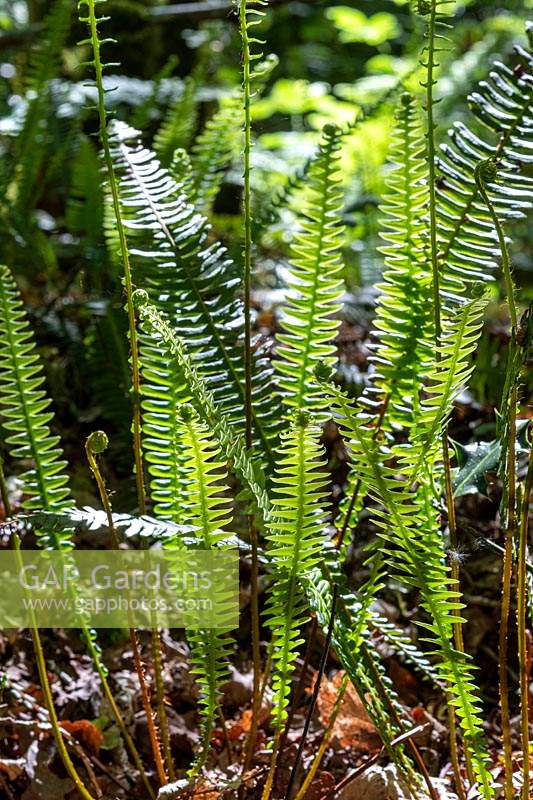 Blechnum spicant - Hard Fern