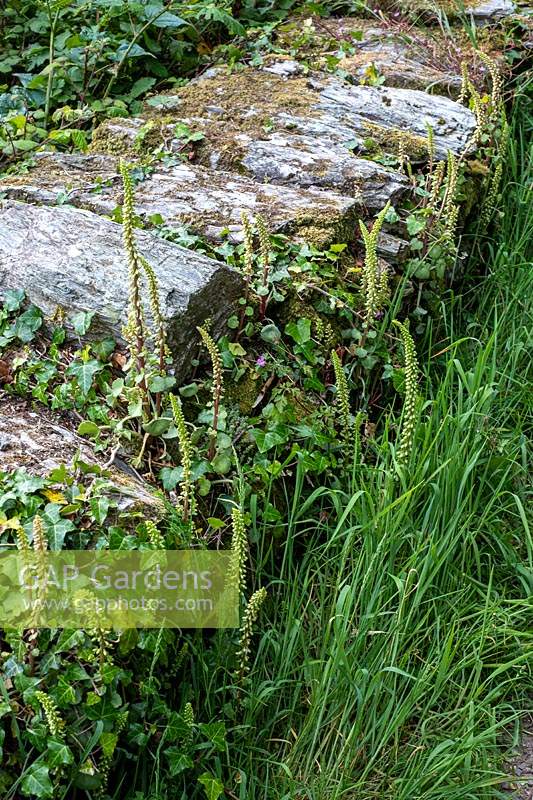 Pennywort, Umbilicus rupestris, growing in wall beside path