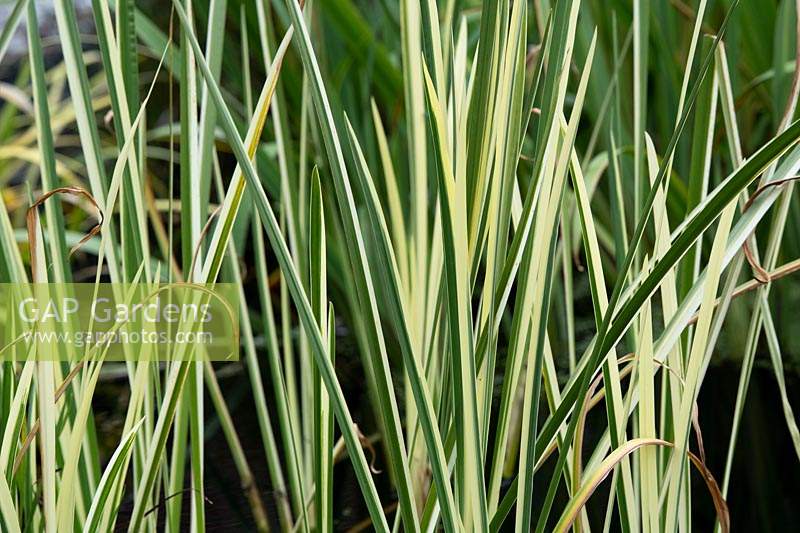 Acorus calamus 'Variegatus' - Variegated Sweet Flag