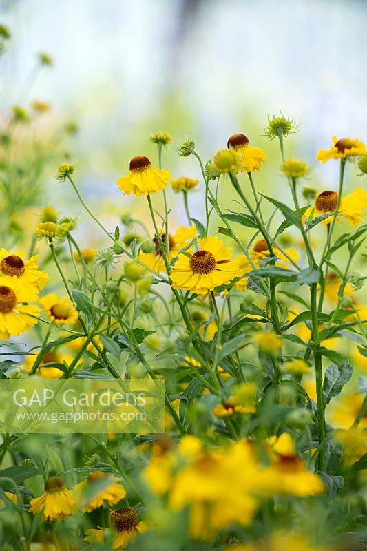 Helenium 'The bishop' - Sneezeweed