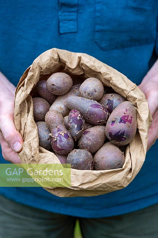 Solanum tuberosum - Gardener holding a bag of freshly dug shetland black potatoes