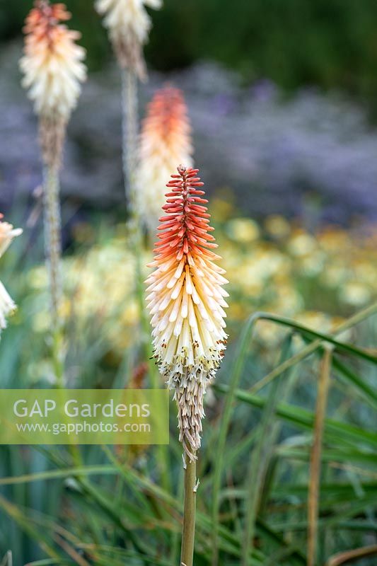 Kniphofia thomsonii 'Toffee nosed' - Red-hot poker 