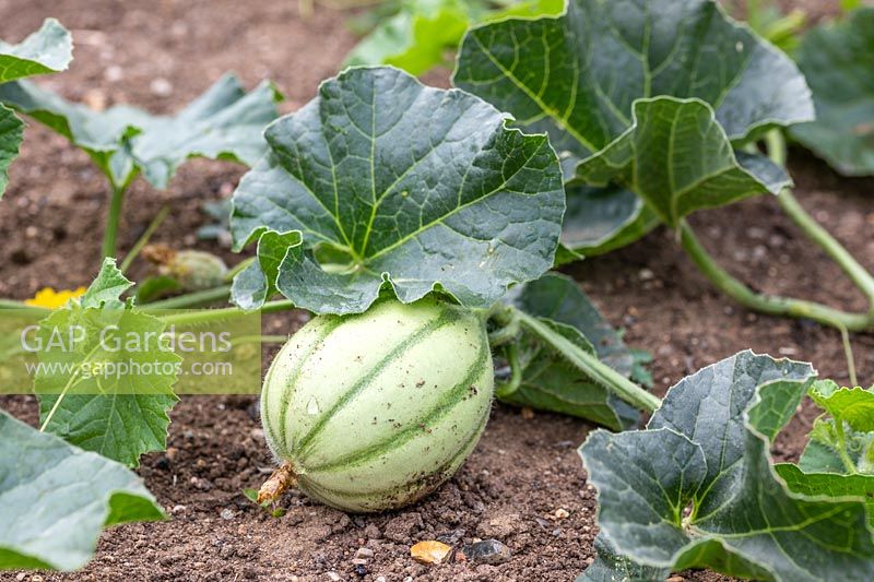 Cucumis melo var. cantalupensis 'Irina' - Melon 'Irina' developing fruit