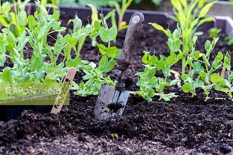 Pisum - purple-podded mangetout pea, grown as plug plants from seed and planted out in a raised beds