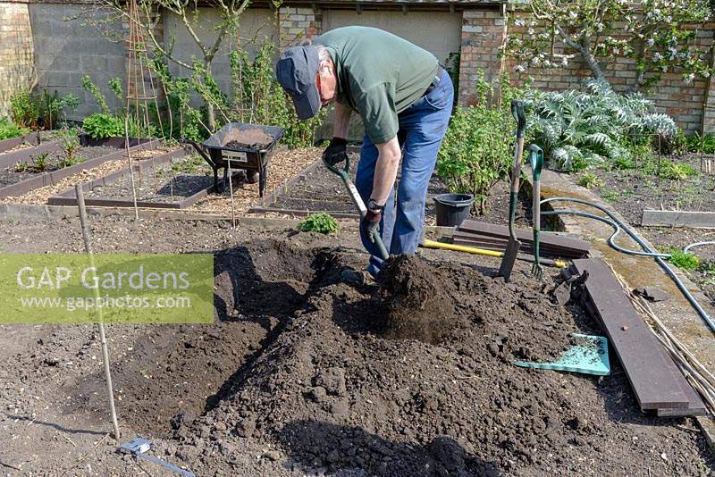 Preparing a bed to plant Asparagus crowns by digging a trench and adding home made organic compost