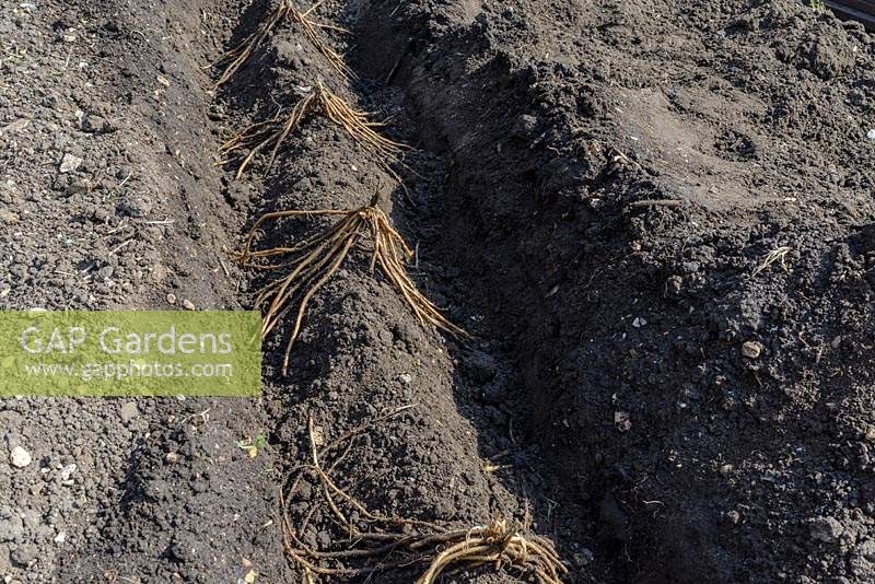 Asparagus crowns spaced out for planting on the ridge in a prepared trench